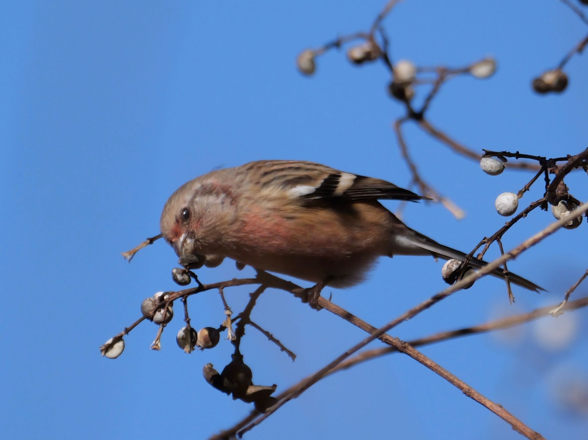 Photo of Siberian Long-tailed Rosefinch at 麻機遊水地 by Toshi