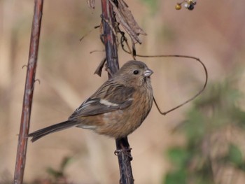 Siberian Long-tailed Rosefinch 麻機遊水地 Wed, 1/24/2024