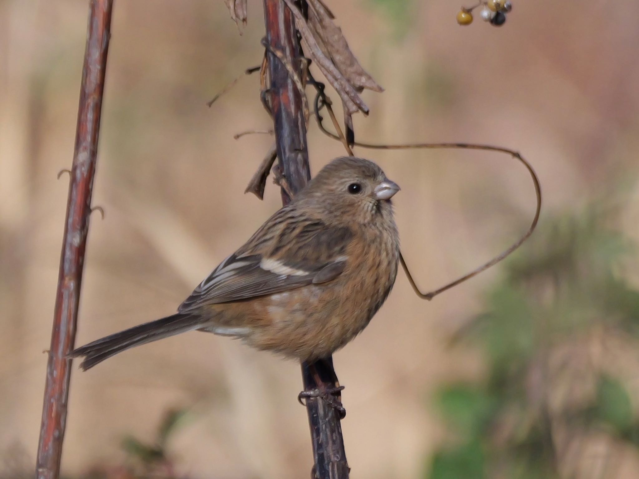 Photo of Siberian Long-tailed Rosefinch at 麻機遊水地 by Toshi