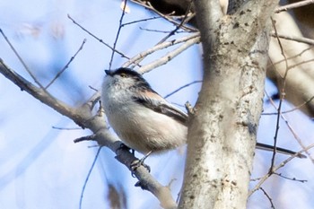 エナガ 秋ヶ瀬公園(野鳥の森) 2024年1月26日(金)