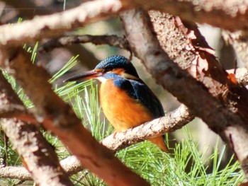 2024年1月26日(金) 厚木七沢森林公園の野鳥観察記録