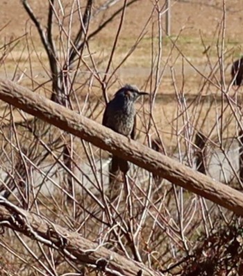 2024年1月26日(金) 長津川ふれあい広場の野鳥観察記録