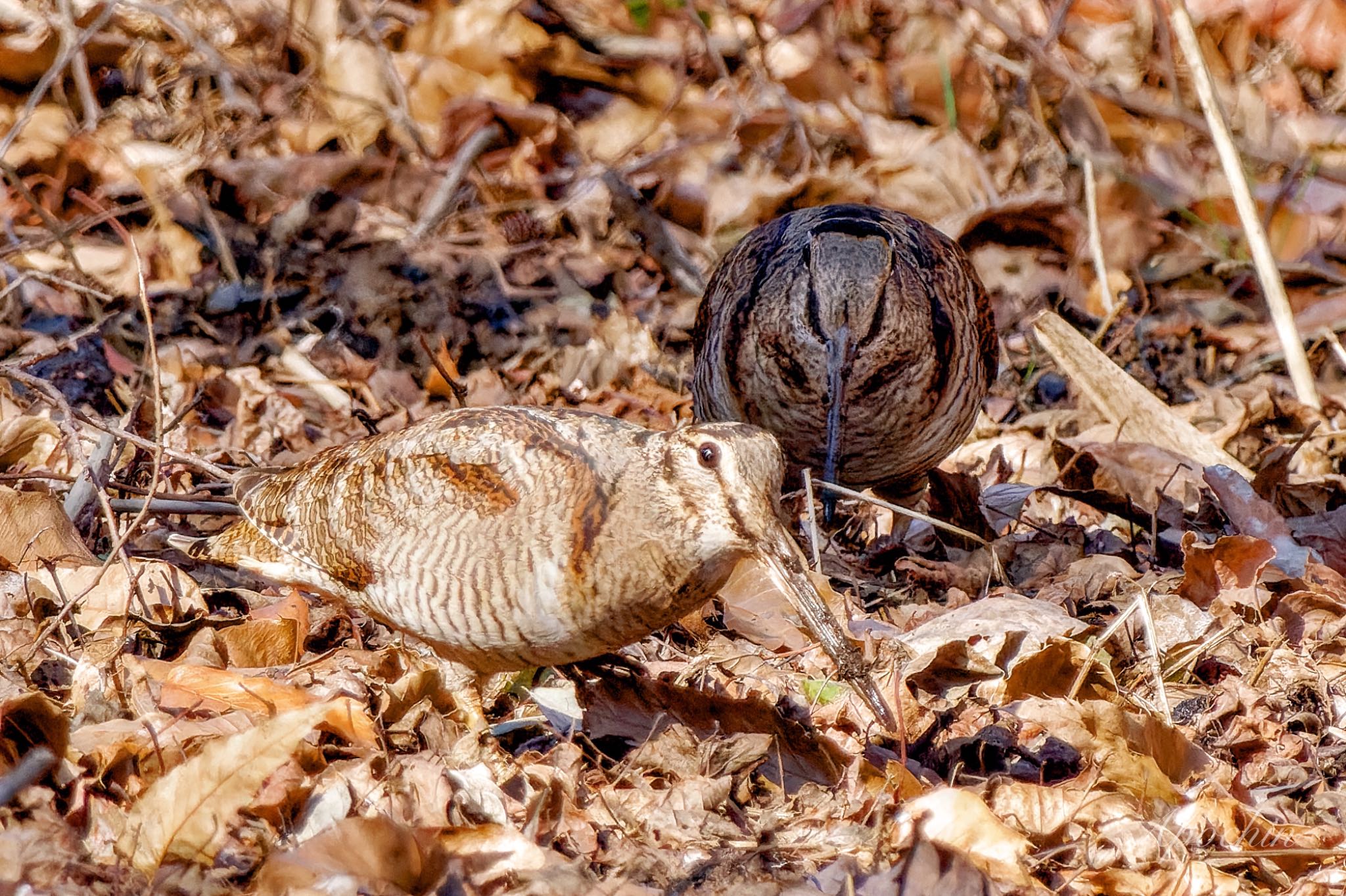 Eurasian Woodcock