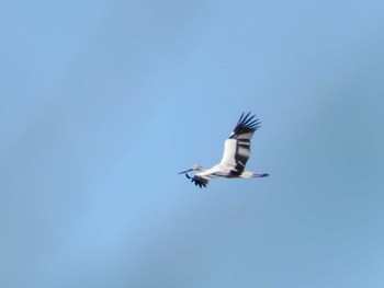 Oriental Stork Watarase Yusuichi (Wetland) Fri, 1/26/2024