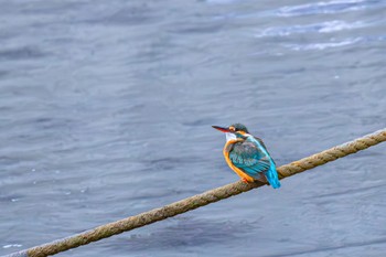 Common Kingfisher 島田川河口(山口県) Fri, 1/26/2024