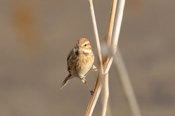 Common Reed Bunting 島田川河口(山口県) Fri, 1/26/2024