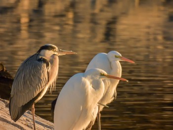 アオサギ 波志江沼環境ふれあい公園 2024年1月2日(火)