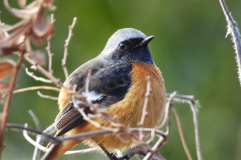 Daurian Redstart 奈良市水上池 Thu, 1/25/2024