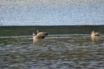 Baikal Teal 奈良市水上池 Thu, 1/25/2024