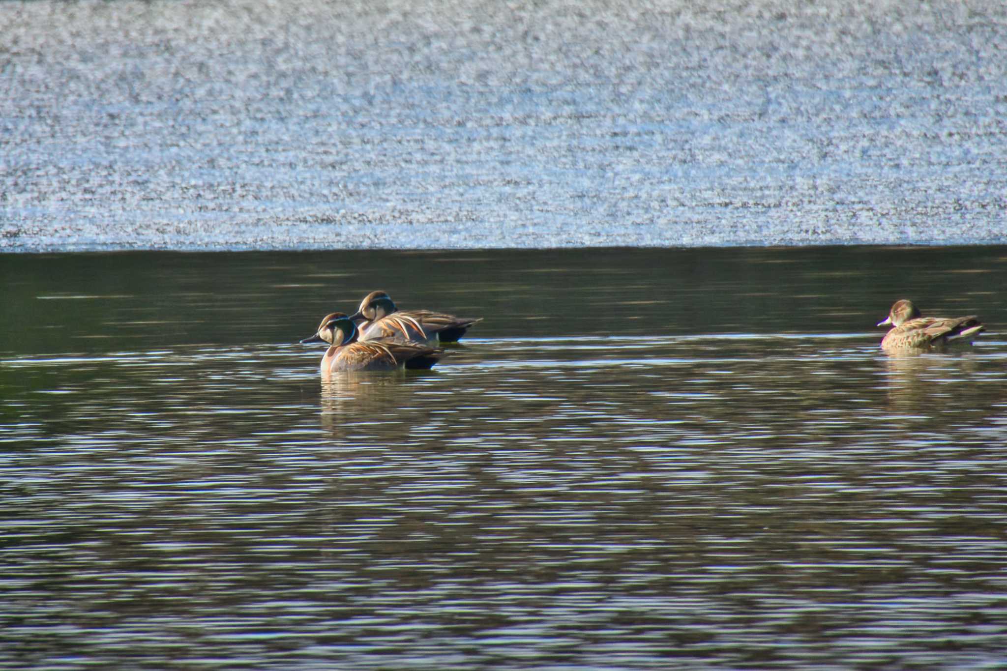 Photo of Baikal Teal at 奈良市水上池 by nｰ notari