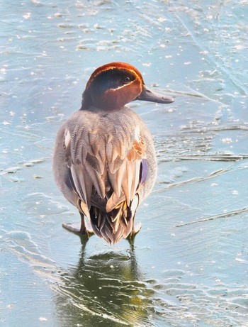 Eurasian Teal 奈良市水上池 Thu, 1/25/2024