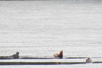 Mandarin Duck 奈良市水上池 Thu, 1/25/2024