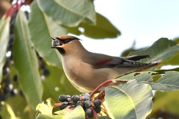 Japanese Waxwing 福岡県春日市 Thu, 1/25/2024