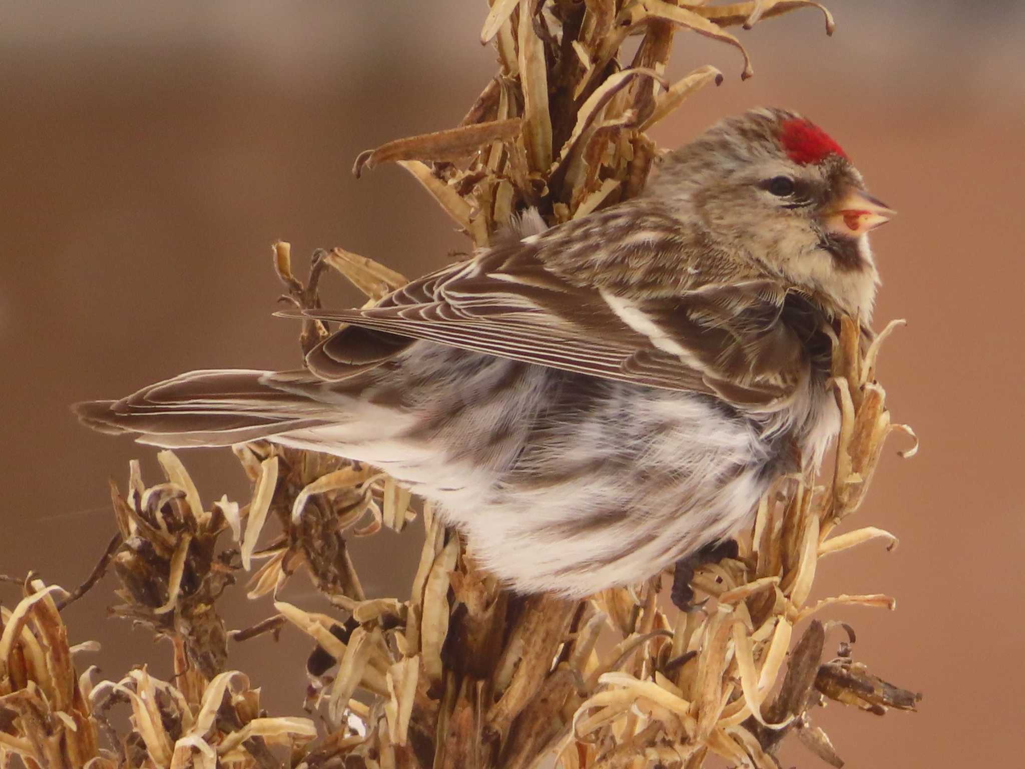 Photo of Common Redpoll at Makomanai Park by ゆ