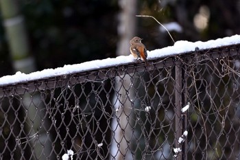 Daurian Redstart 加木屋緑地 Thu, 1/25/2024