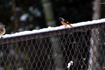 Daurian Redstart 加木屋緑地 Thu, 1/25/2024