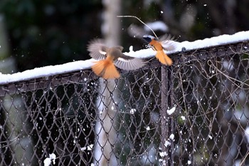 Daurian Redstart 加木屋緑地 Thu, 1/25/2024