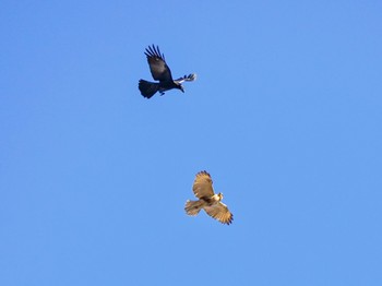 2024年1月14日(日) 水元公園の野鳥観察記録