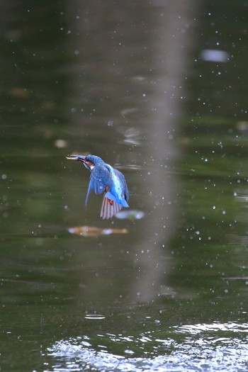 Common Kingfisher 埼玉県 Sun, 11/11/2018