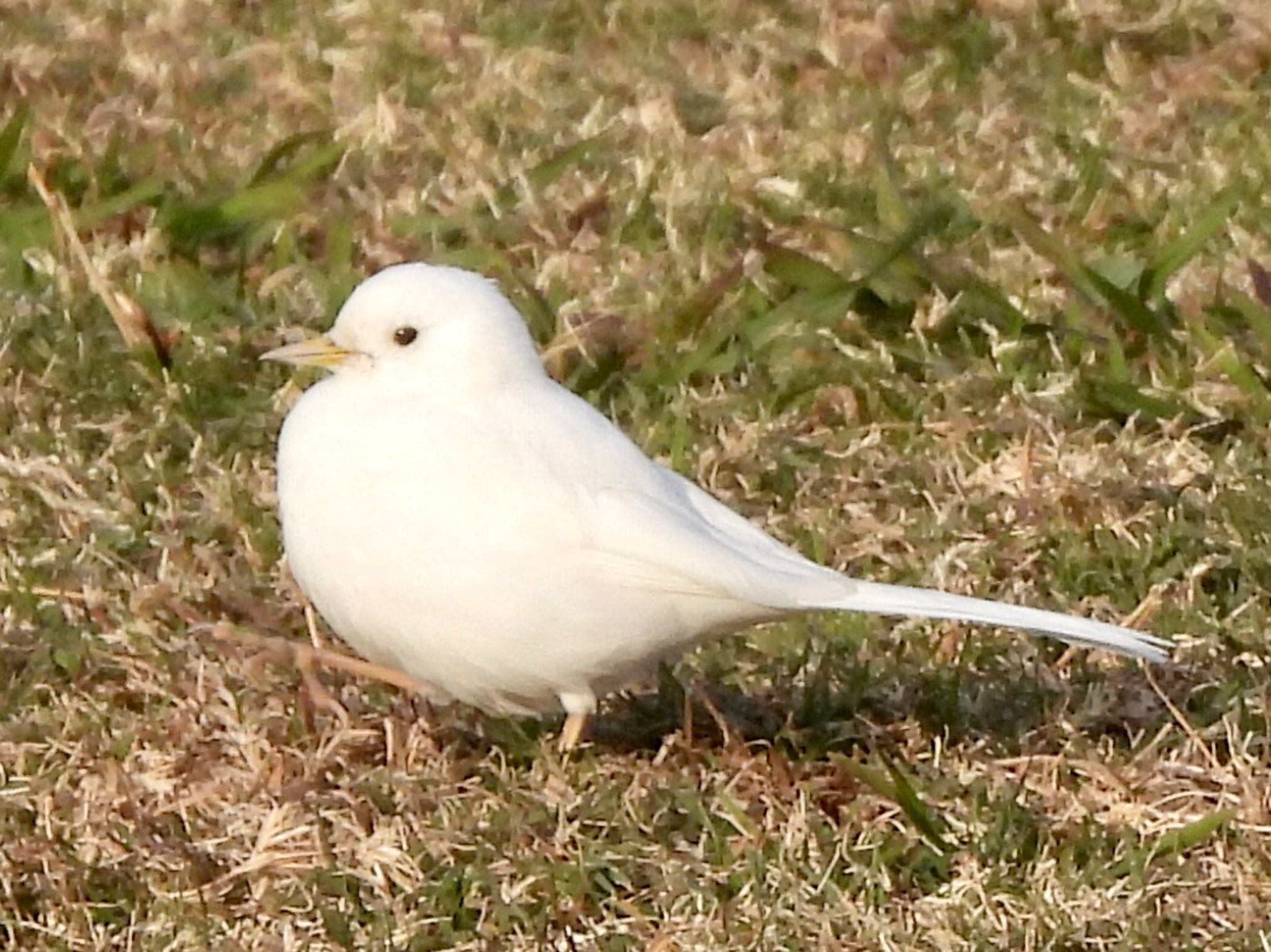 White Wagtail