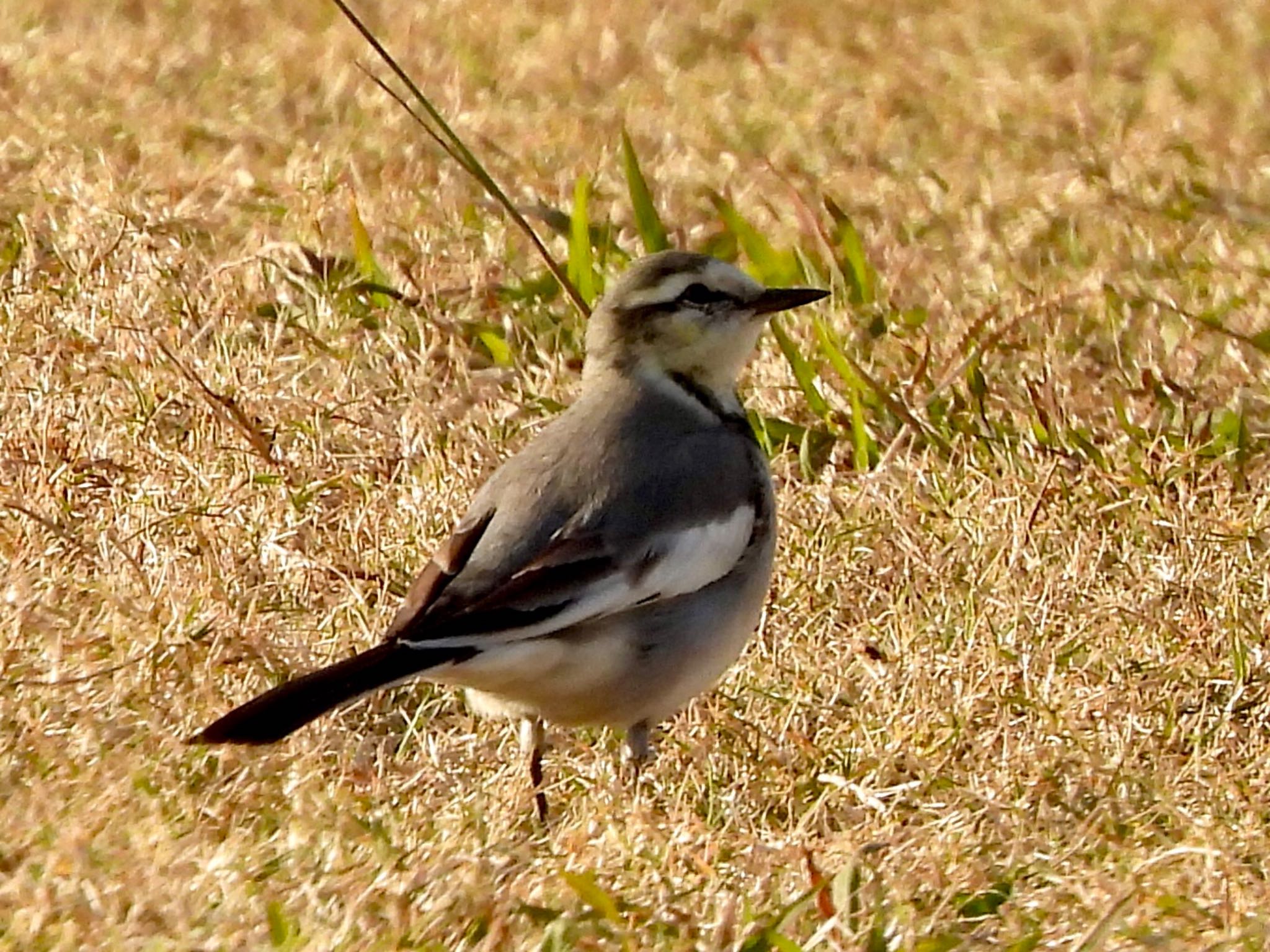 Photo of White Wagtail at 多摩川河川敷 by くー