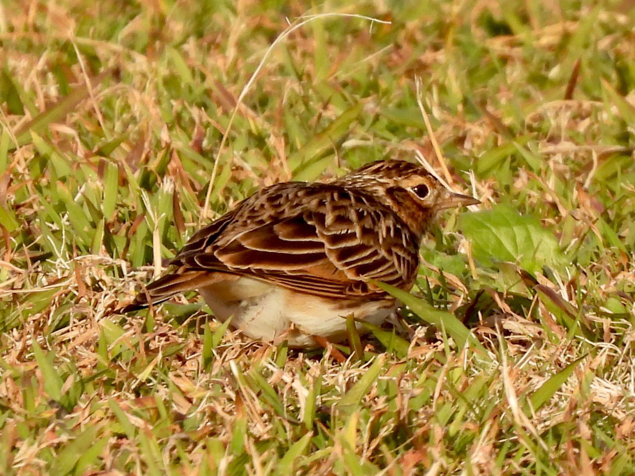 タヒバリ