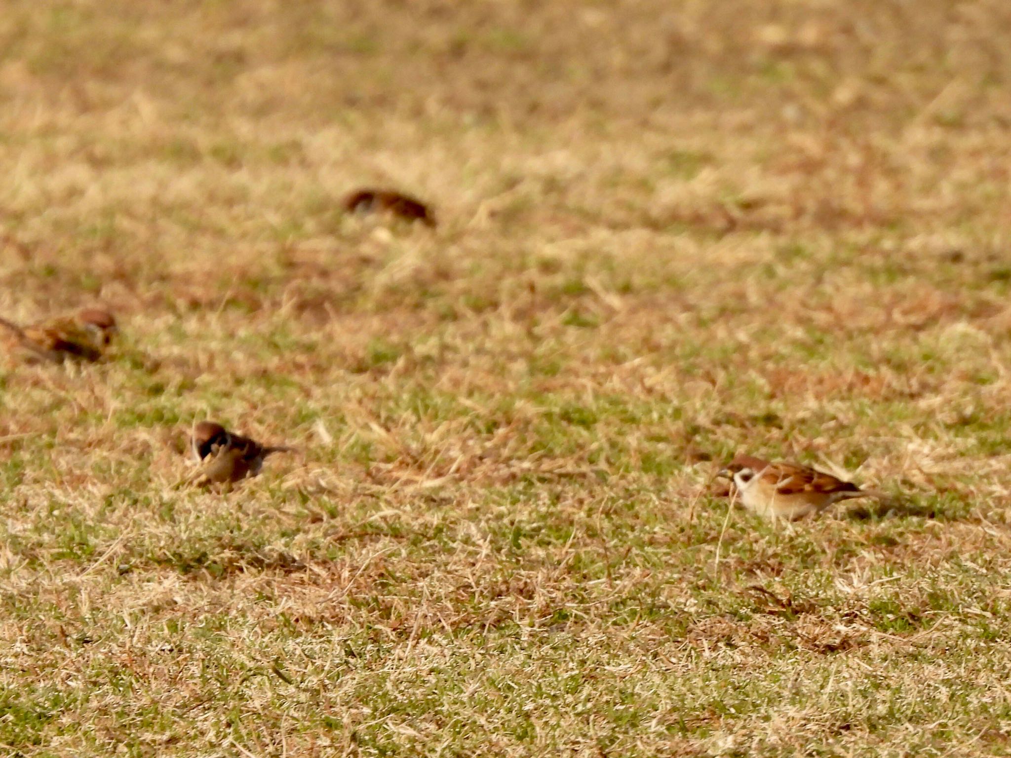 Water Pipit