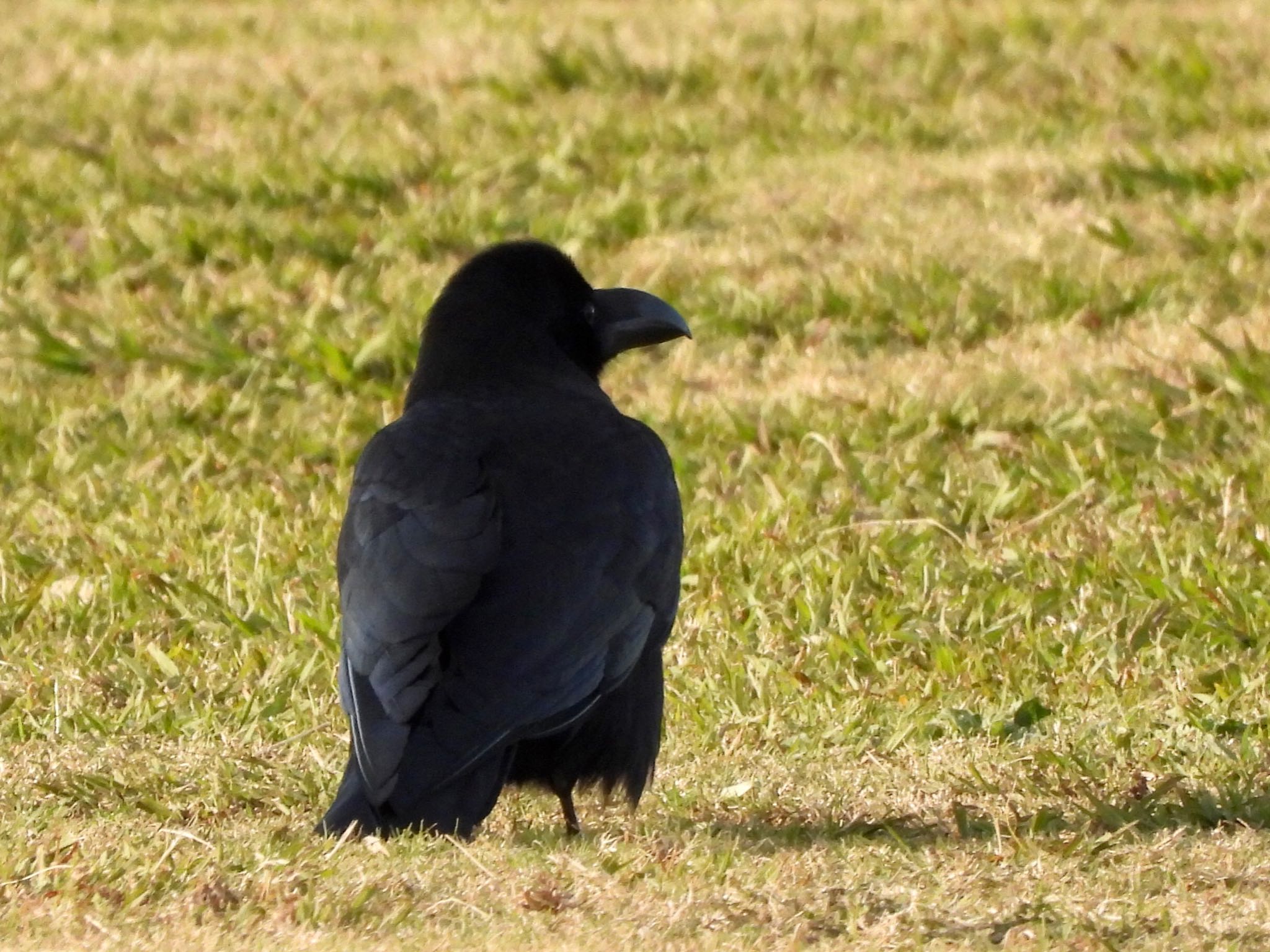 Large-billed Crow