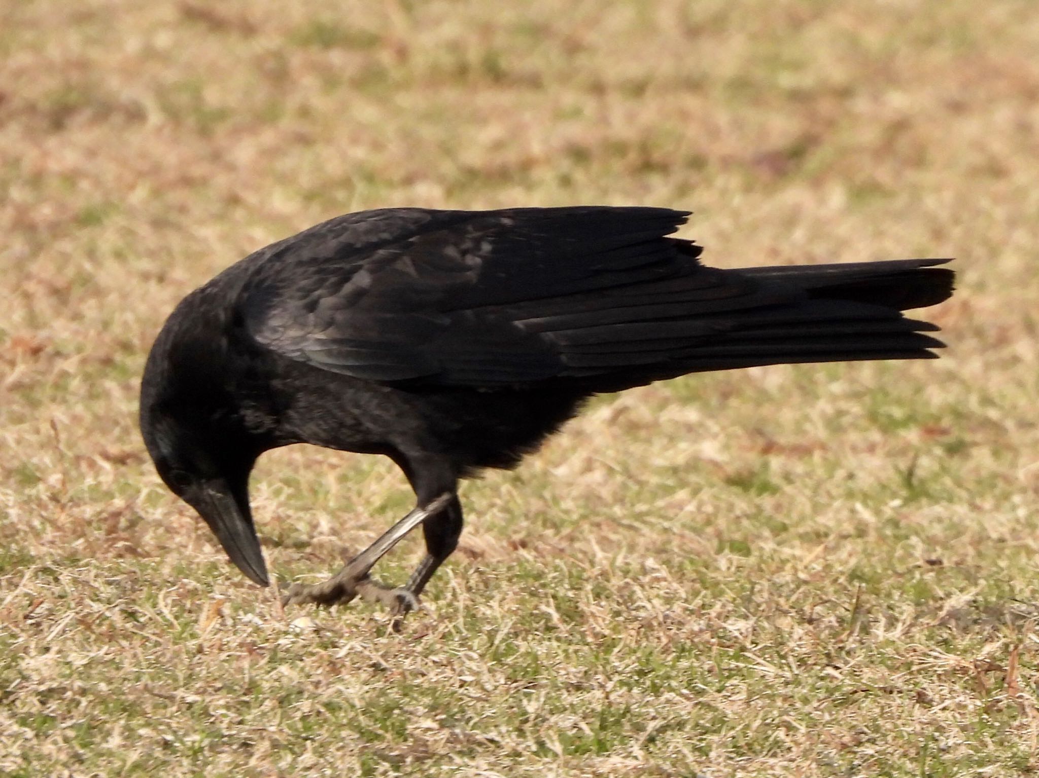 Carrion Crow