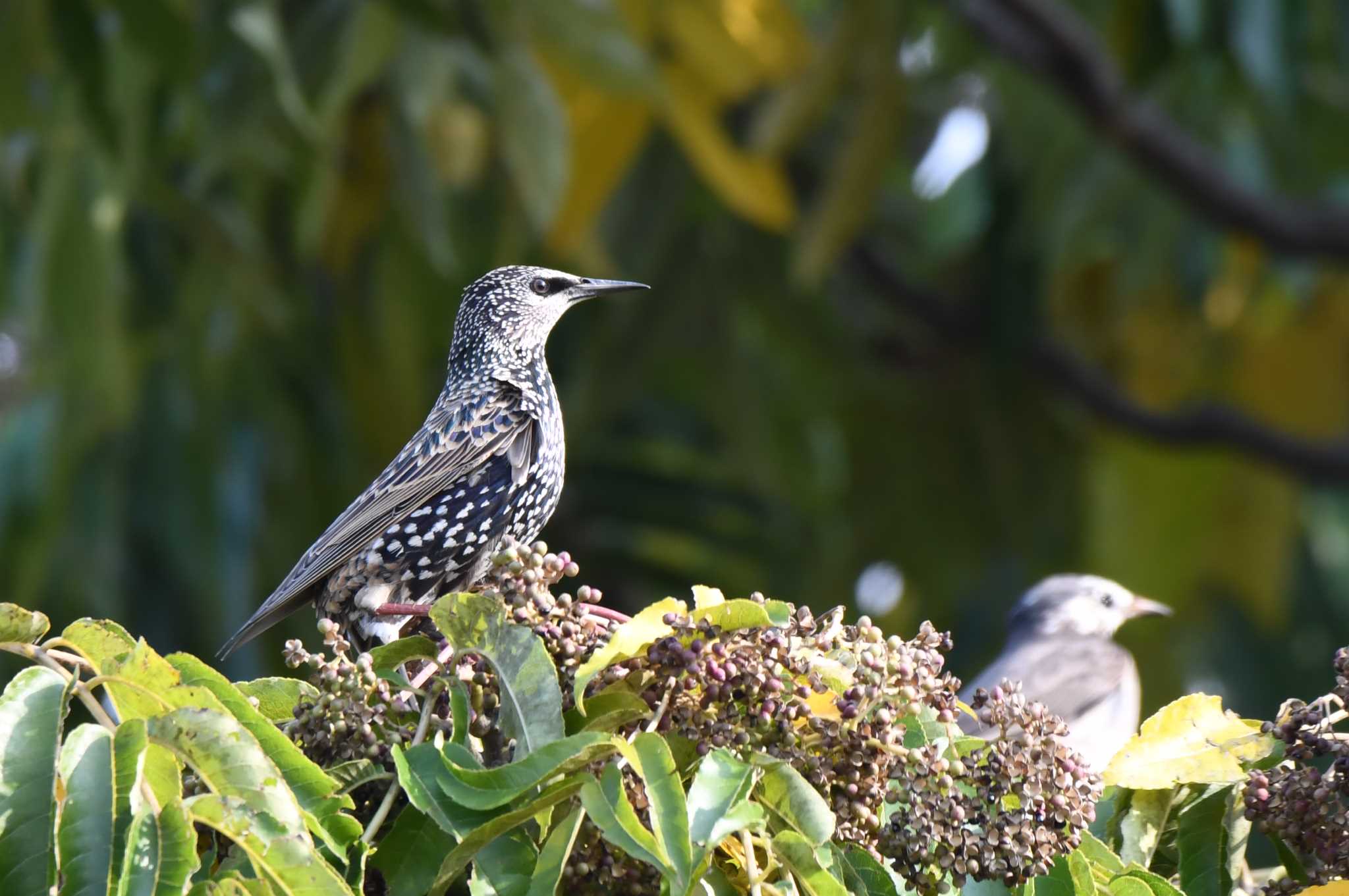 Photo of Common Starling at 河北潟周辺 by 倶利伽羅