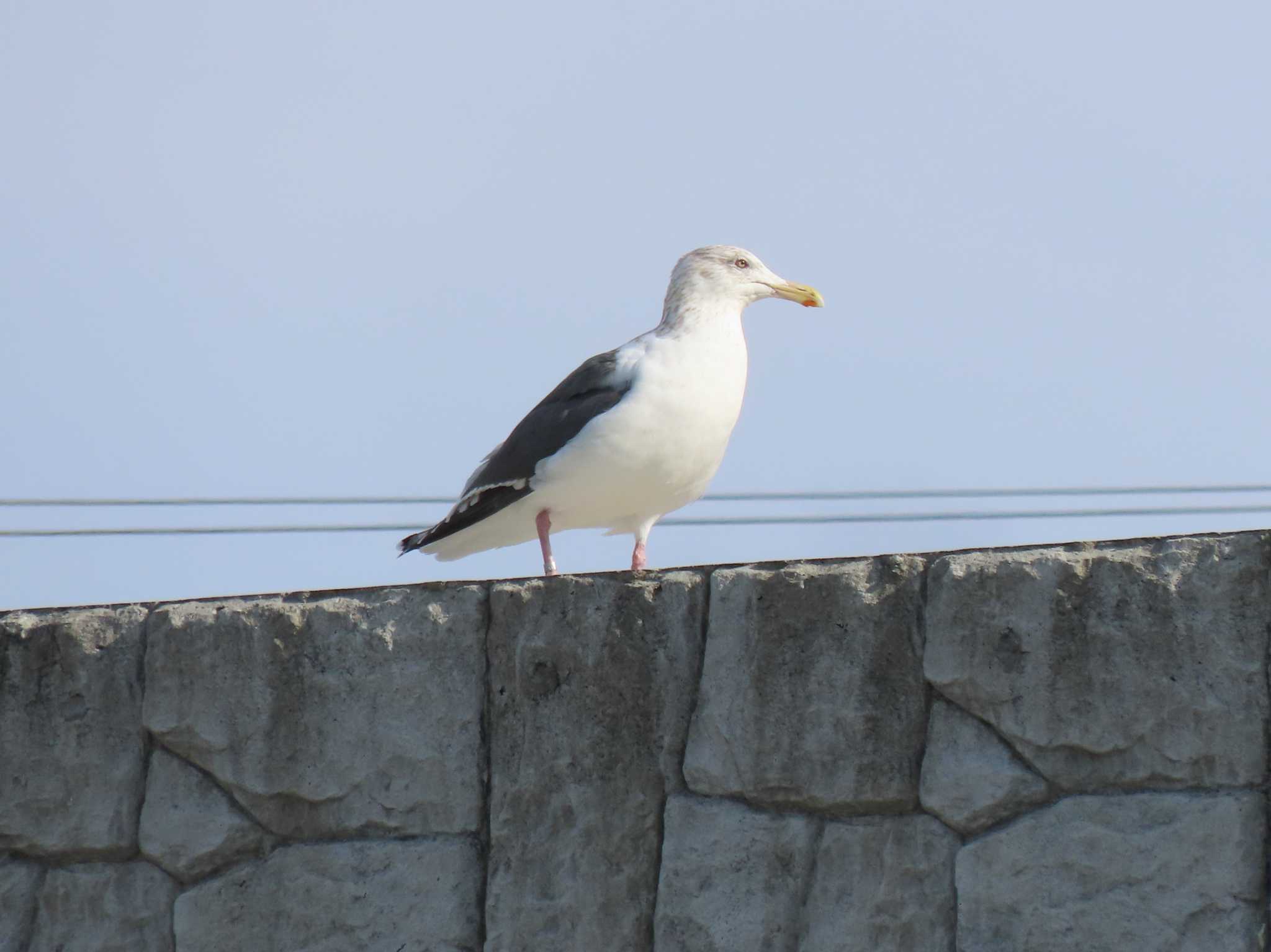 オオセグロカモメ