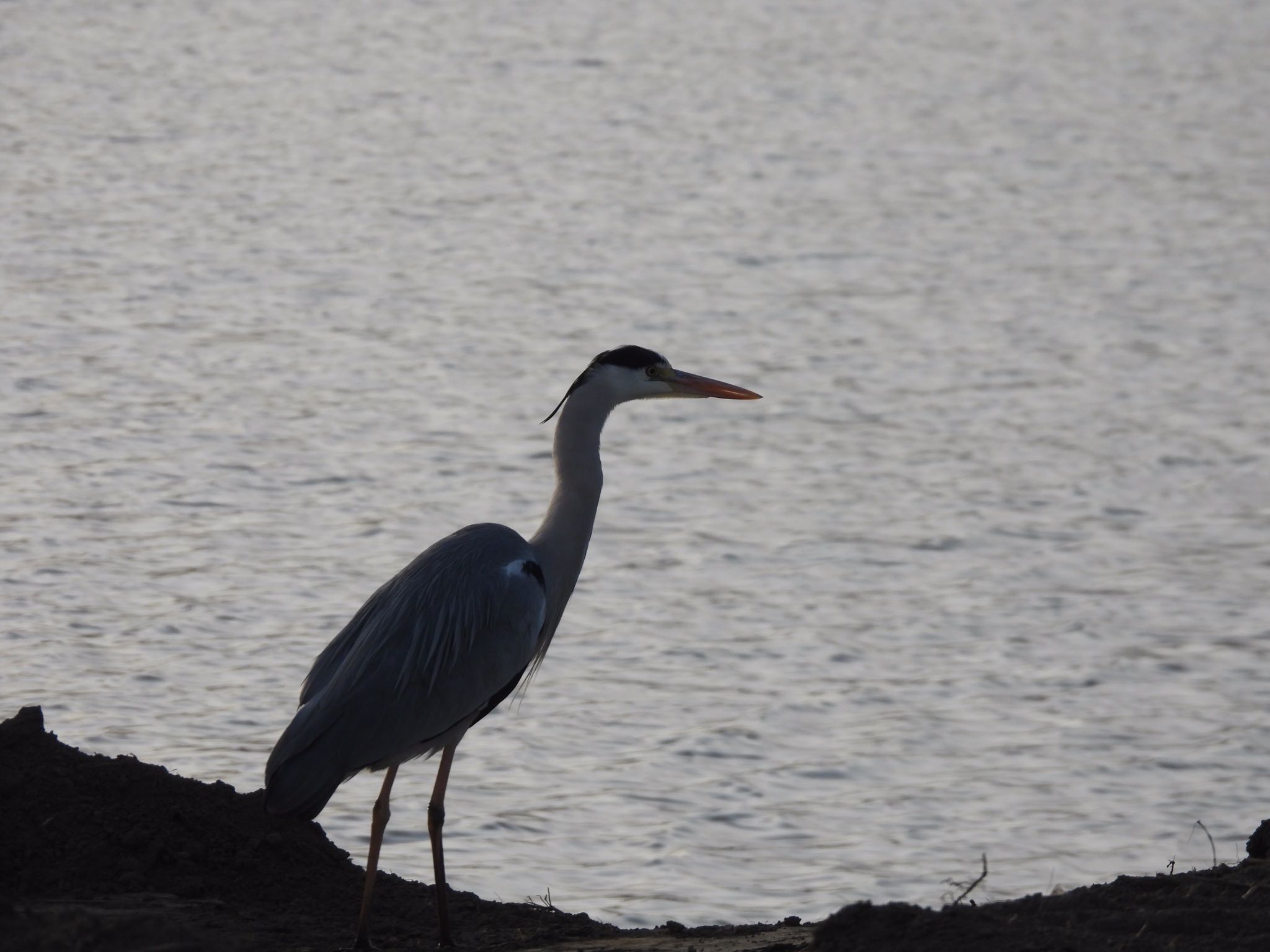 Grey Heron