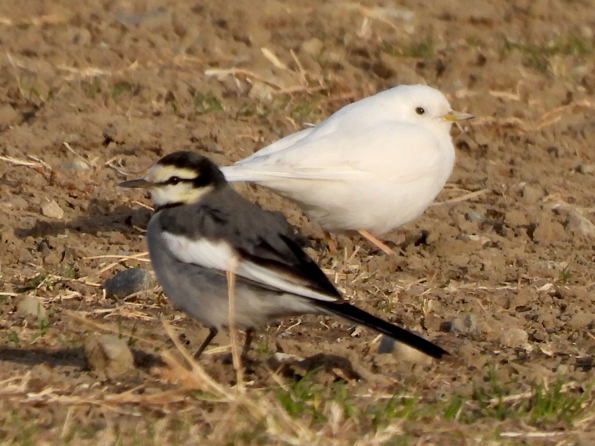 Photo of White Wagtail at 多摩川河川敷 by くー