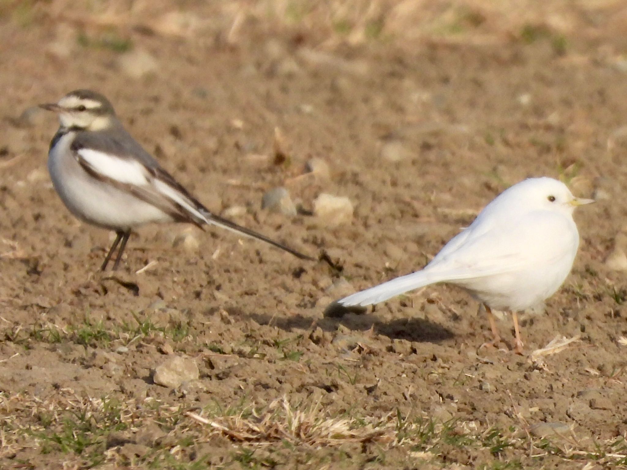 White Wagtail