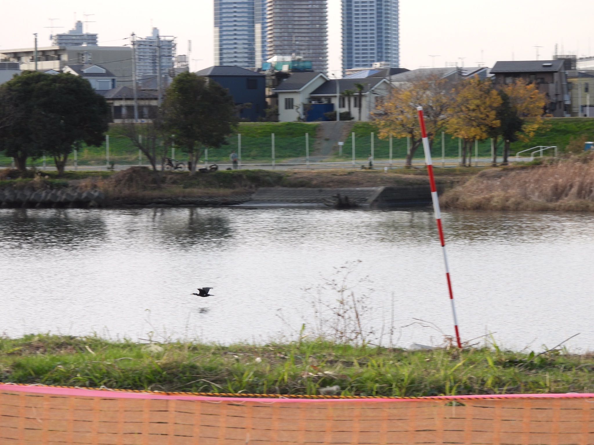 多摩川河川敷 カワウの写真 by くー