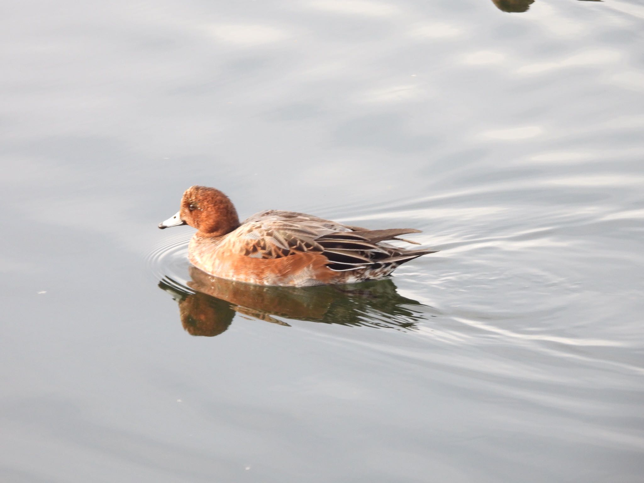 Photo of Eurasian Wigeon at 多摩川河川敷 by くー