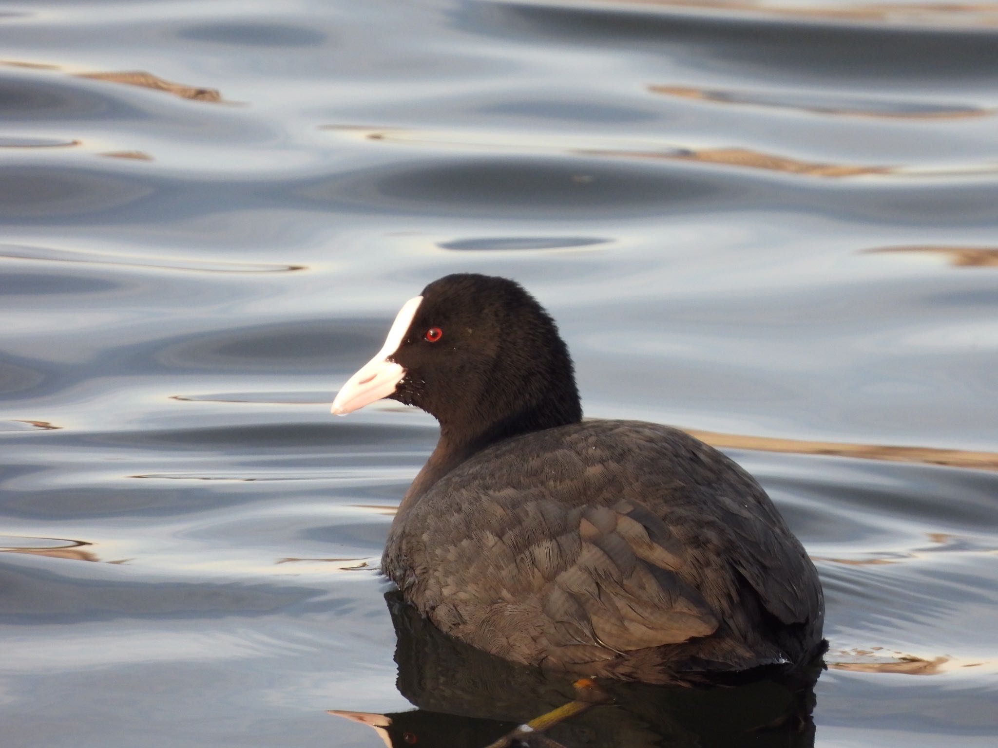 Photo of Eurasian Coot at 多摩川河川敷 by くー