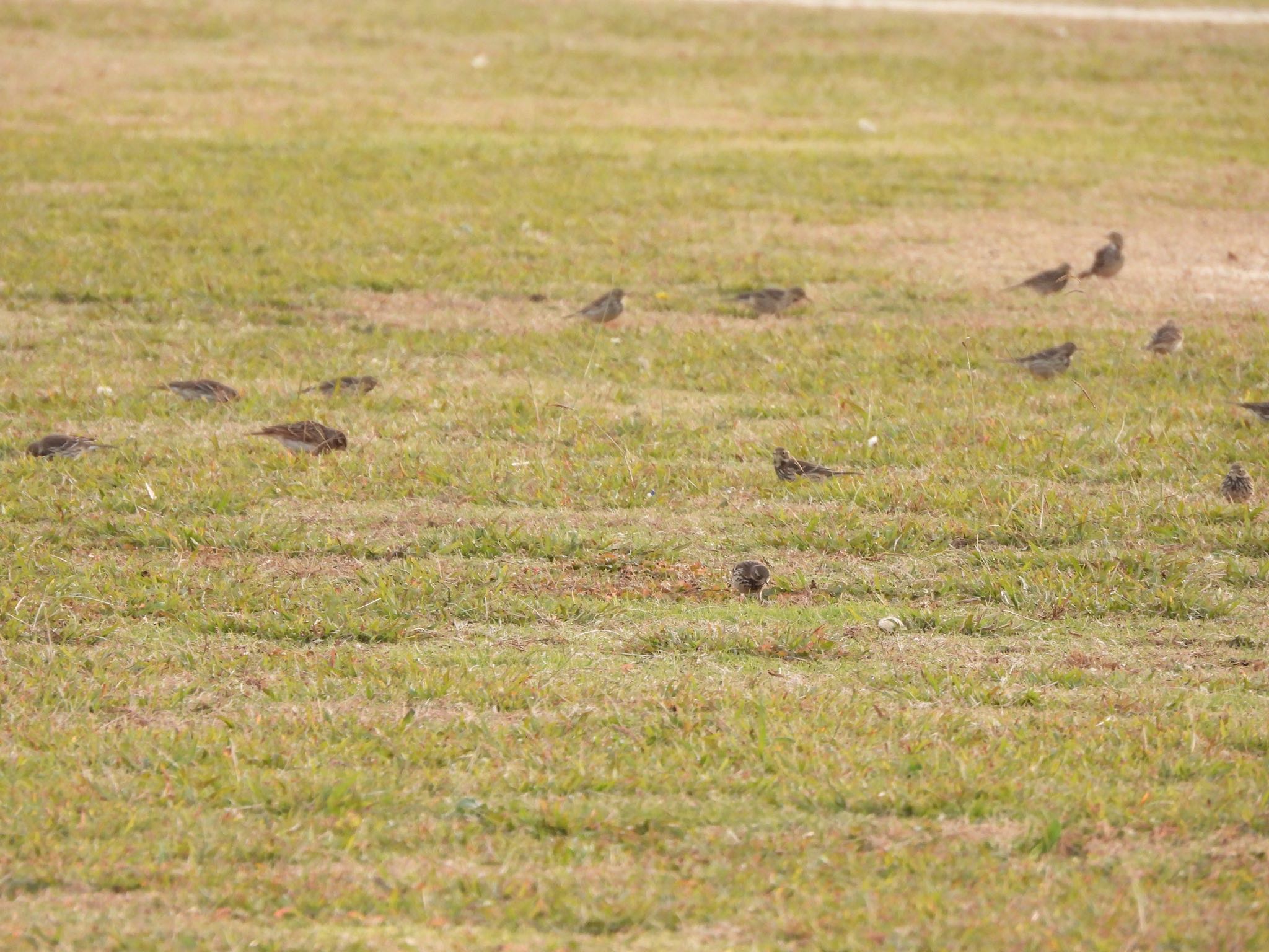 Photo of Water Pipit at 多摩川河川敷 by くー