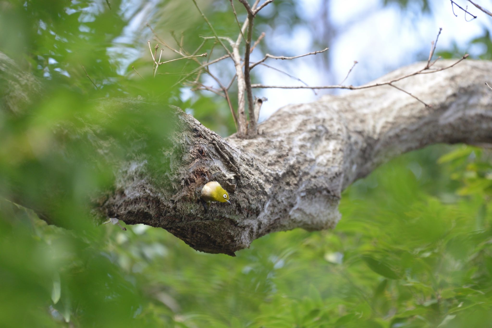 Photo of Warbling White-eye at 大町自然観察園 by 西白井