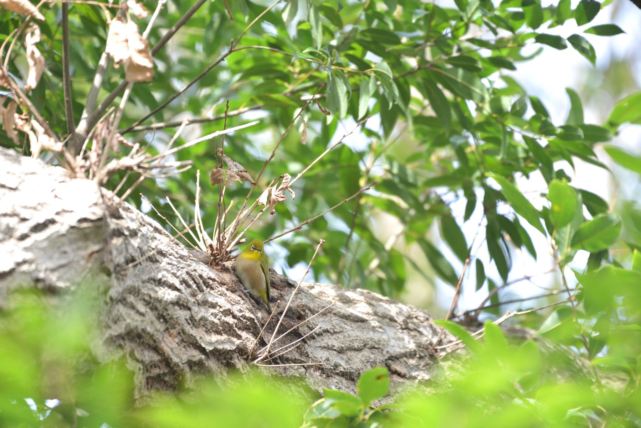 Photo of Warbling White-eye at 大町自然観察園 by 西白井