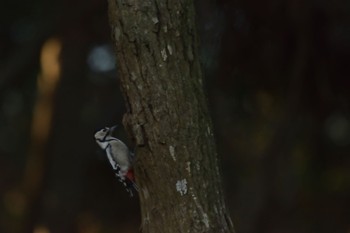 Great Spotted Woodpecker 高崎自然の森 Fri, 1/26/2024