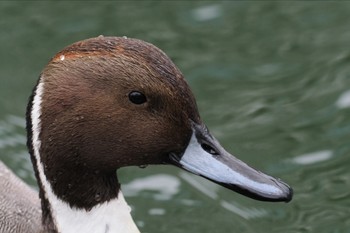 オナガガモ 都立猿江恩賜公園 2024年1月20日(土)