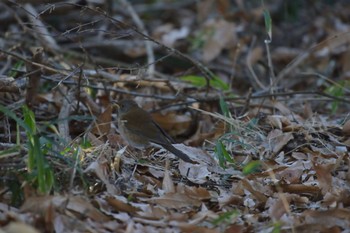 Pale Thrush 高崎自然の森 Fri, 1/26/2024