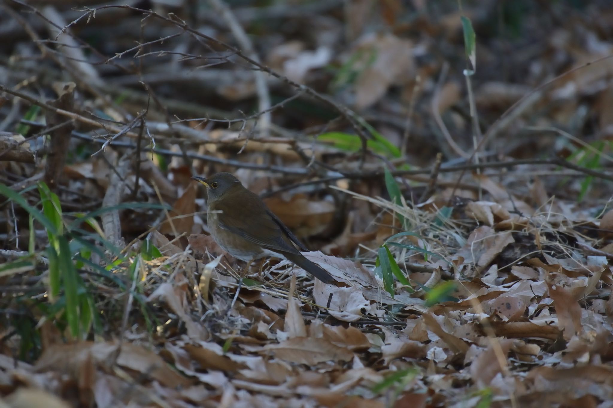 Photo of Pale Thrush at 高崎自然の森 by 西白井