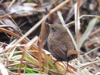 Fri, 1/26/2024 Birding report at 各務野自然遺産の森