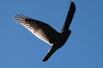 2024年1月26日(金) 多摩川の野鳥観察記録