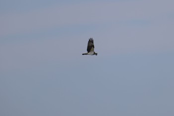 Osprey Kasai Rinkai Park Tue, 1/23/2024