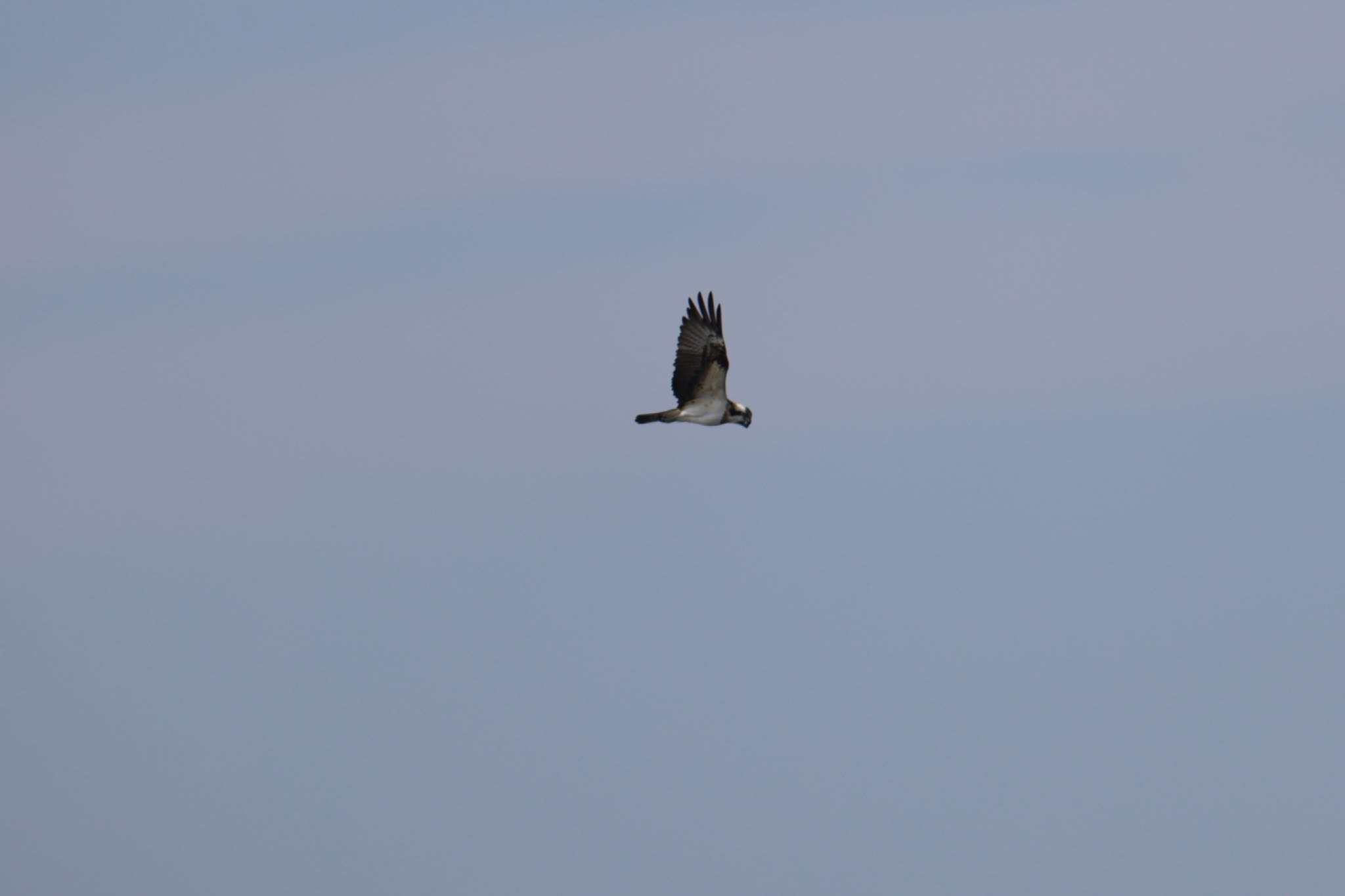 Photo of Osprey at Kasai Rinkai Park by atushiever