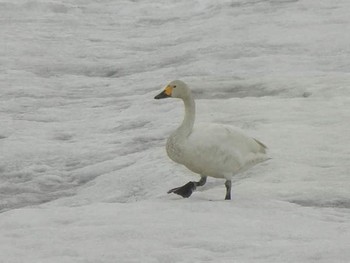 オオハクチョウ 北海道 2018年4月8日(日)