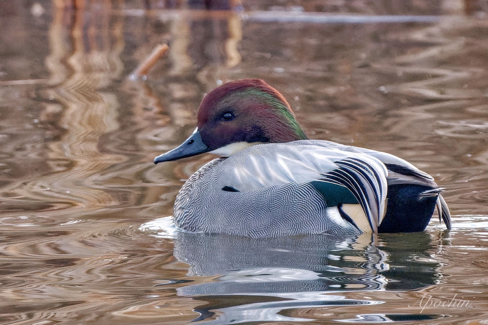 Falcated Duck